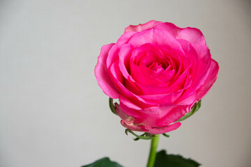 ピンクのばら