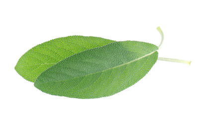 Fresh sage leaves isolated on white background. Salvia Officinalis leaves. Medicinal and culinary herb. Clipping path.