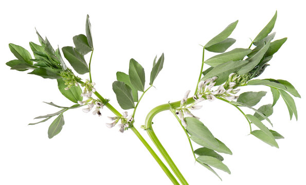 Green bush of fava beans with flowers, isolated on white background. Broad beans.