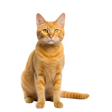 Yellow Cat Sitting in Profile View