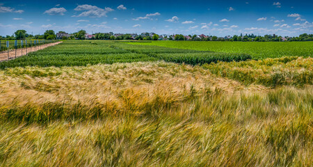 grain, experimental plots, ripe rye and wheat and a beautiful sky
