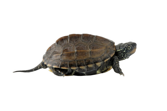 PNG format: Chinese Pond Turtle (Mauremys reevesii) is a species of turtle native to China and Korea.