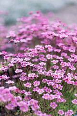 saxifraga small alpine pink flowers ground cover background