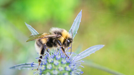 Bumblebee on a flower collecting nectar. Insect on a flower with pollen in nature