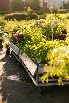 various flowers and  plants in gargen center in summer