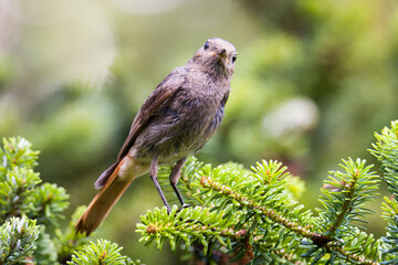 Weiblicher Hausrotschwanz (Phoenicurus ochruros)