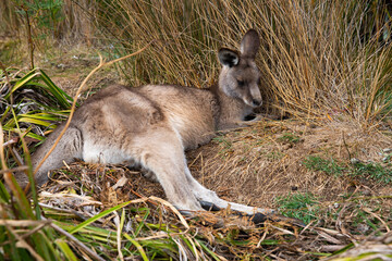 Eastern grey kangaroo resting in the grass.