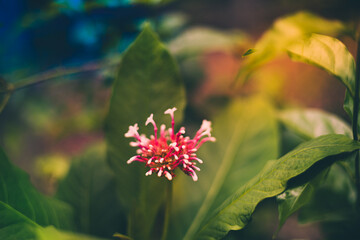 Beautiful red flowers with white spots cut with green tree, with blurred background. (Clerodendrum quadriloculare, bronze-leaved, fireworks flowers, Quezonia, shooting star or starburst bush)