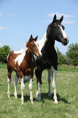 Beautiful paint horse mare with its foal