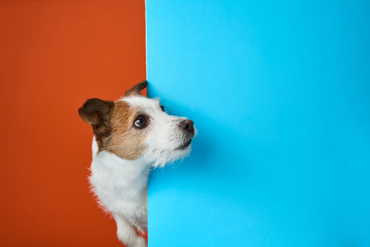 Curious Jack Russell Terrier dog peeks around a blue corner, contrasting with an orange background. The scene highlights the dog's inquisitive nature and sharp features