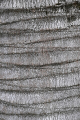 Bark of Jubaea chilensis, for backgrounds or textures