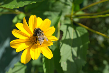 Bumblebee on a flower collecting nectar. Insect on a flower with pollen in nature