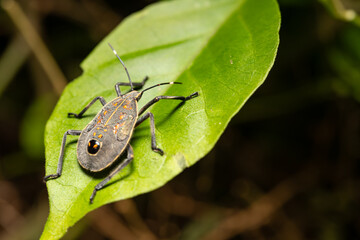a stink bug on a green leaf close up