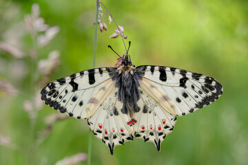 Eastern Festoon butterfly - Zerynthia cerisyi, beautiful colored Old World papilionid butterfly from Southeast European meadows and grasslands, Greece.