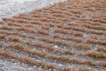 Rows of small planted pine sprouts, almost dried up young plants. Fir trees nursery, pines growing on the ground, concept of reforestation and forestry, dry period