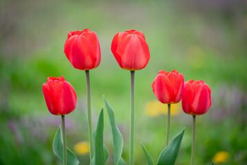 Obraz premium Five red bright tulips blooming in the spring in the garden. Concept of beautiful nature, flower-beds, colors of spring