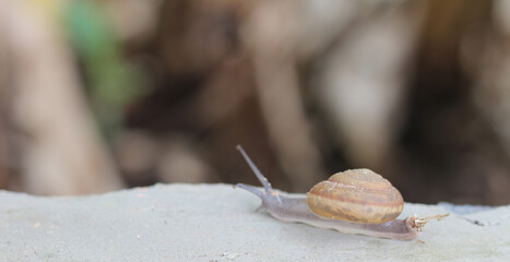 A snail is walking on a cement wall.