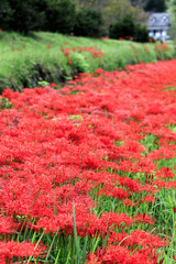 	真っ赤な彼岸花の絨毯｜縦構図