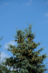 Blue spruce strewn with cones against a clear sky