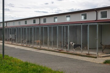 Chenil pour chiens dans un refuge animalier