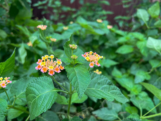 Lantana is a genus of about 150 species of perennial flowering plants in the verbena family, Verbenaceae.