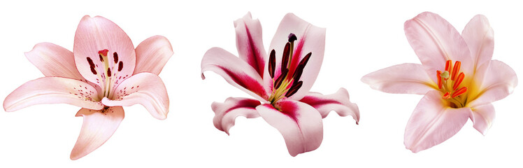 Set of  lily  flowers on a white isolated background with clipping path. Close-up. For design. Nature.  Transparent background.	