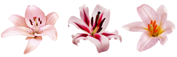 Set of  lily  flowers on a white isolated background with clipping path. Close-up. For design. Nature.  Transparent background.	