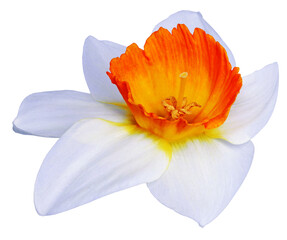 Fototapeta premium White beautiful flower Narcissus on isolated background with clipping path. Close-up. Nature. Transparent background. 