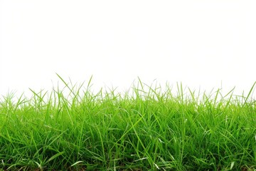 Fototapeta premium rural landscape with vibrant green grass against an unadorned white background