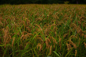field of wheat