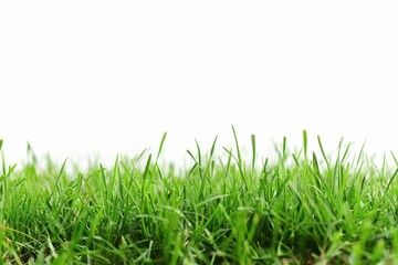 Fototapeta premium A field of green grass with a white background