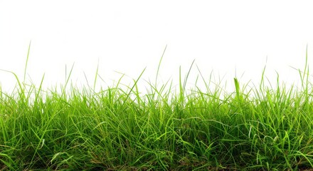 Fototapeta premium expansive meadow of fresh green grass with a neutral white backdrop