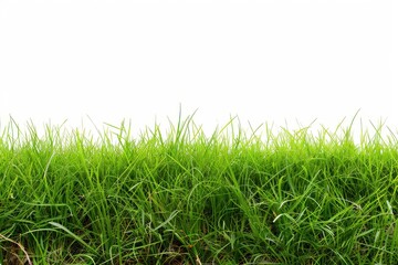 Fototapeta premium picturesque landscape featuring a verdant grass field on white