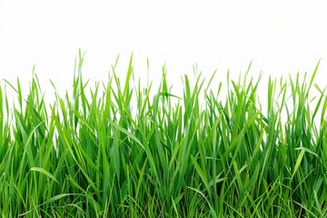 Obraz premium tranquil outdoor scene showcasing a carpet of green grass against white