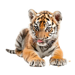 Fototapeta premium Baby Tiger, showing Bengal tiger features, with fierce gaze and distinctive stripes, representing wildlife and nature, isolated on transparent background.