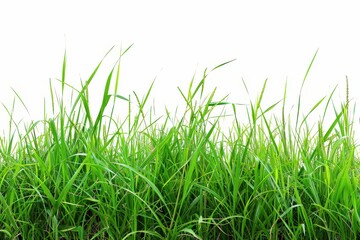 Fototapeta premium expansive field of verdant green grass contrasting against a neutral white background