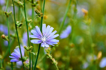 Growing chicory flower on a meadow background.