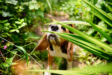 cute beagle dog face looking in green plants in nature
