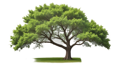 Fototapeta premium Lush green tree cut out 