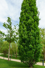 Beautiful tall tree of Quercus robur, commonly known as common oak, pedunculate, European or English oak in city park krasnodar. Public landscape 'Galitsky park' in sunny spring  2024