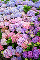 Arbustos de hortensias multicolor en jardín de casa rural