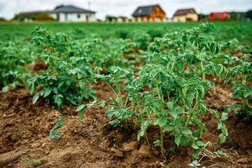 Potato plantations grow in the field.