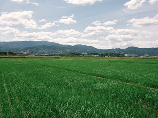 Fototapeta premium 真夏の田園風景