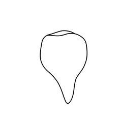 Human tooth illustration