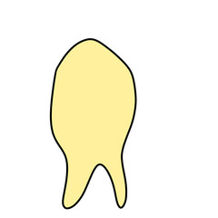 Human tooth illustration