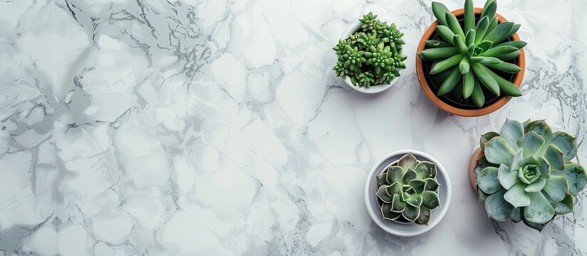 Stylish flowerpots with beautiful succulent plants sit on a marble background in a flat lay arrangement with a copy space image for text about home decor.