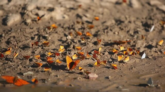 Many butterflies sit on the shore of a pond, drinking water. Orange butterflies in a large cluster.