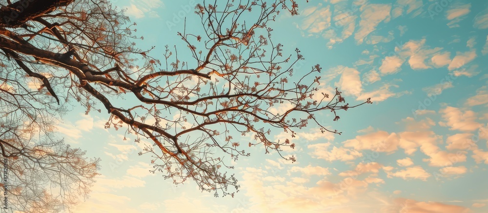 Poster Capture tree branches framed against a sky backdrop with copy space image.