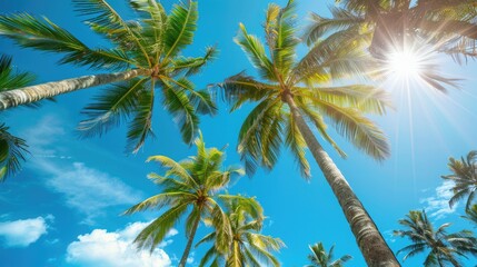Stunning coconut trees under clear blue sky with sunlight in summer