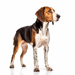 Treeing walker coonhound dog breed standing against white background, AI Generated